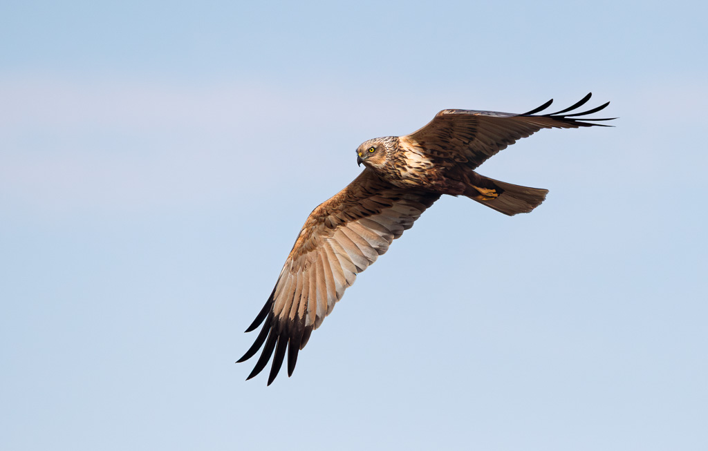 Marsh Harrier in Flight 7