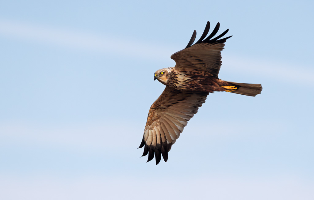 Marsh Harrier in Flight 8