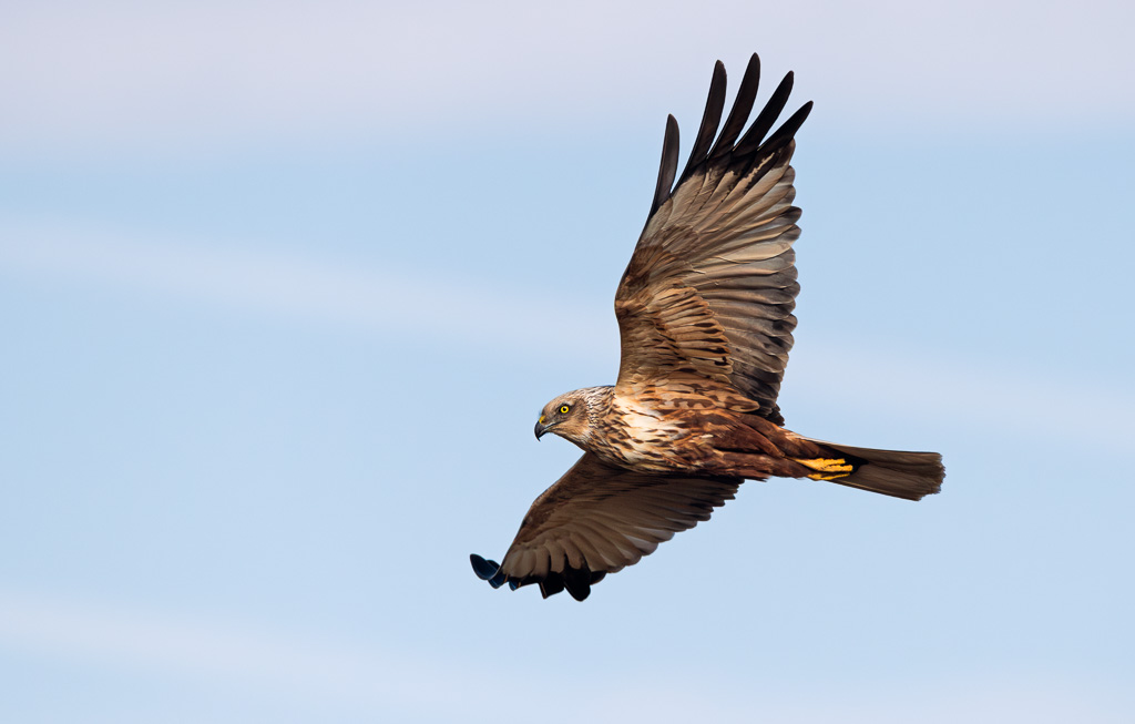 Marsh Harrier in Flight 9