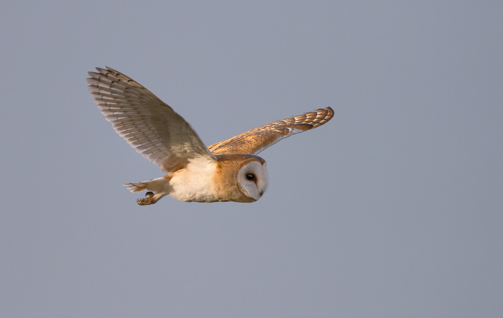 Elmley Barn Owl 1