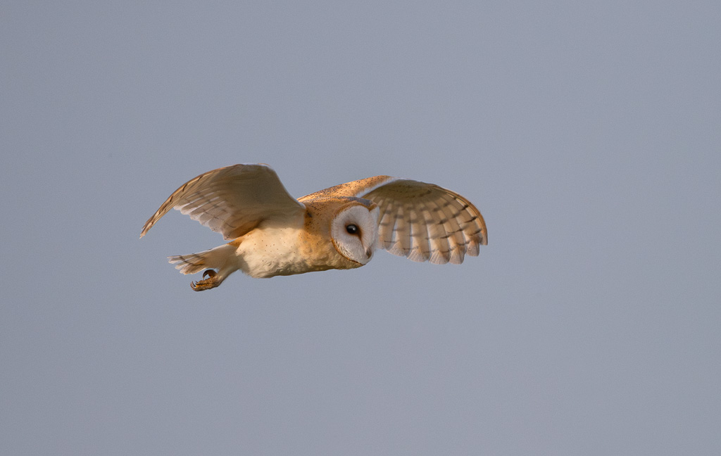 Elmley Barn Owl 2