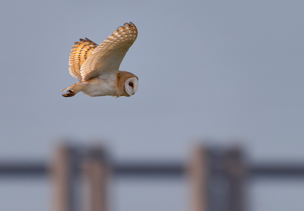 Elmley Barn Owl 3