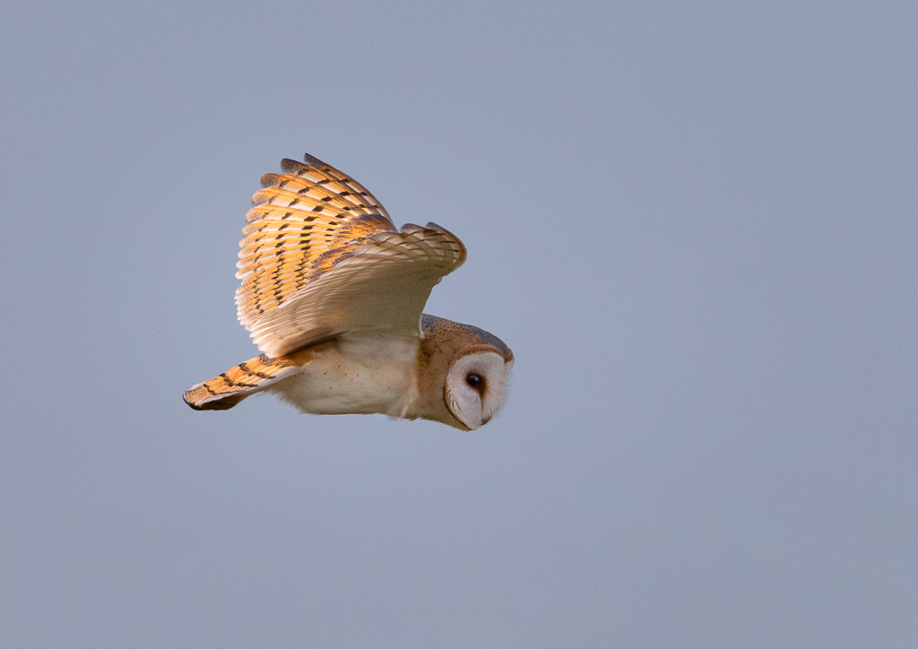 Elmley Barn Owl 4