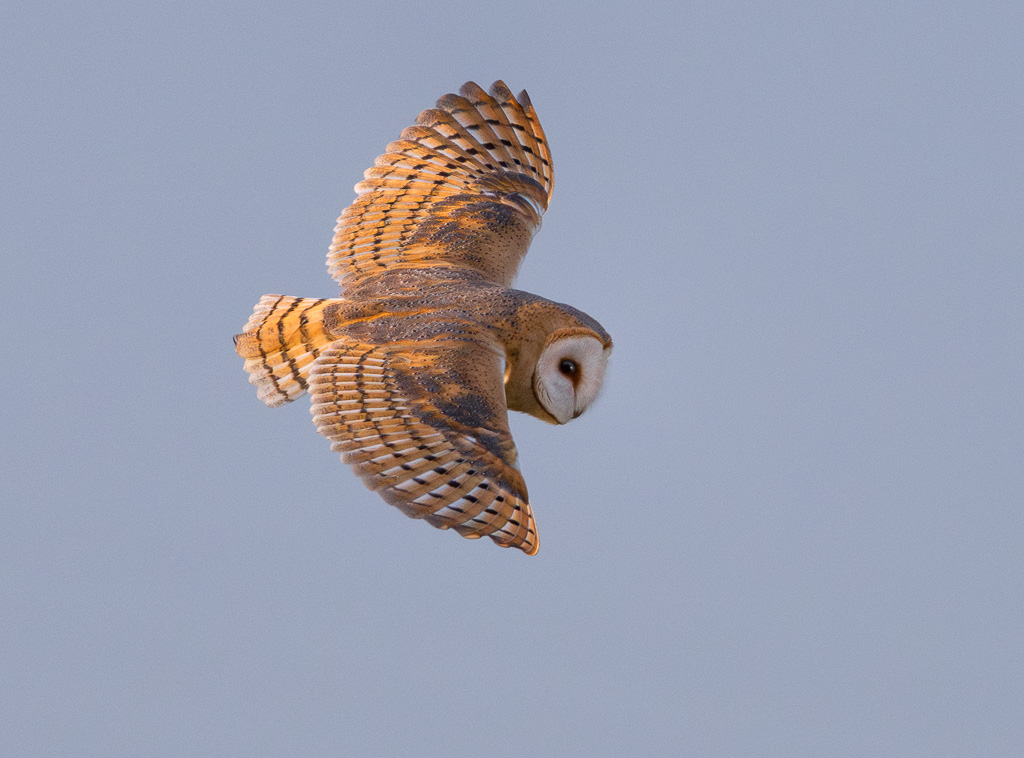Elmley Barn Owl 5