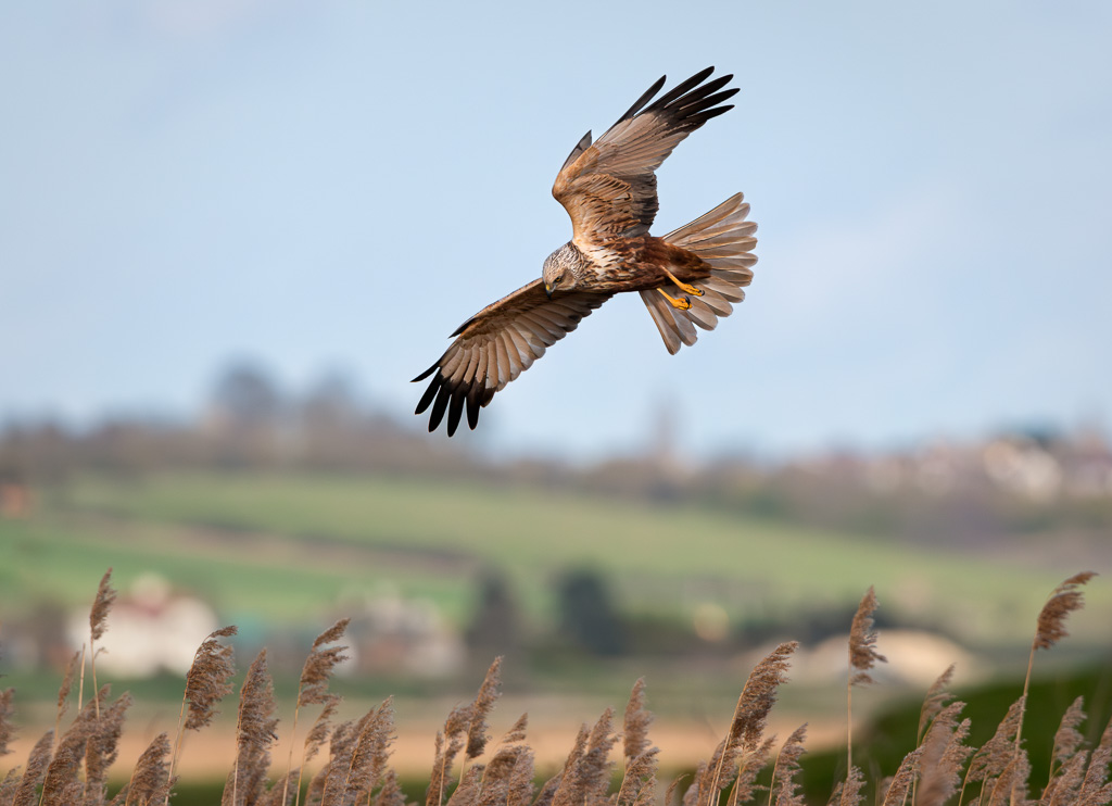 Marsh Harrier in Flight 10
