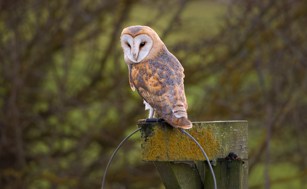 Perched Barn Owl 1
