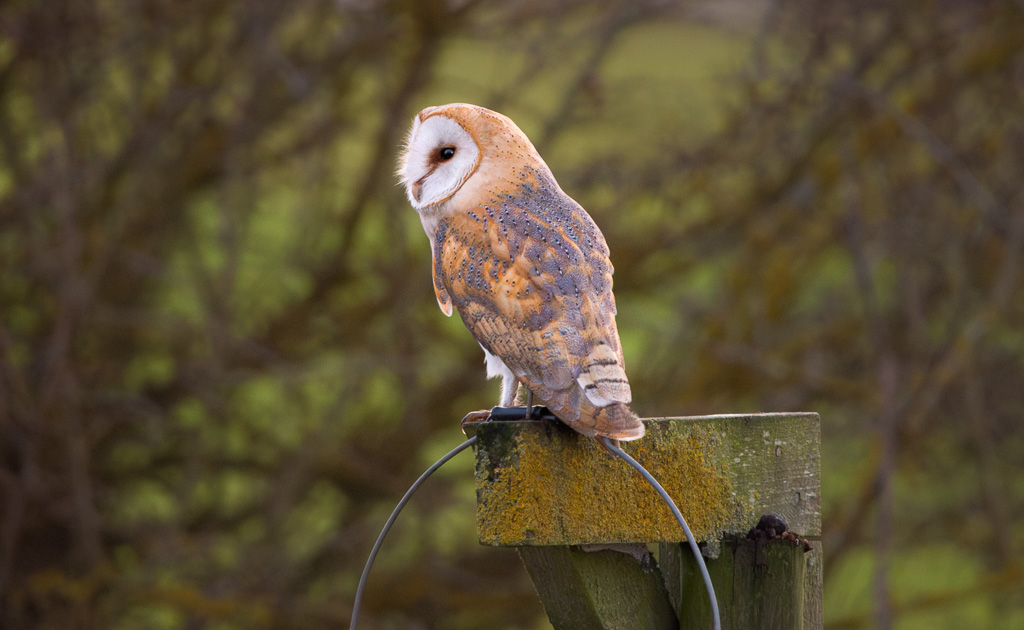 Perched Barn Owl 3