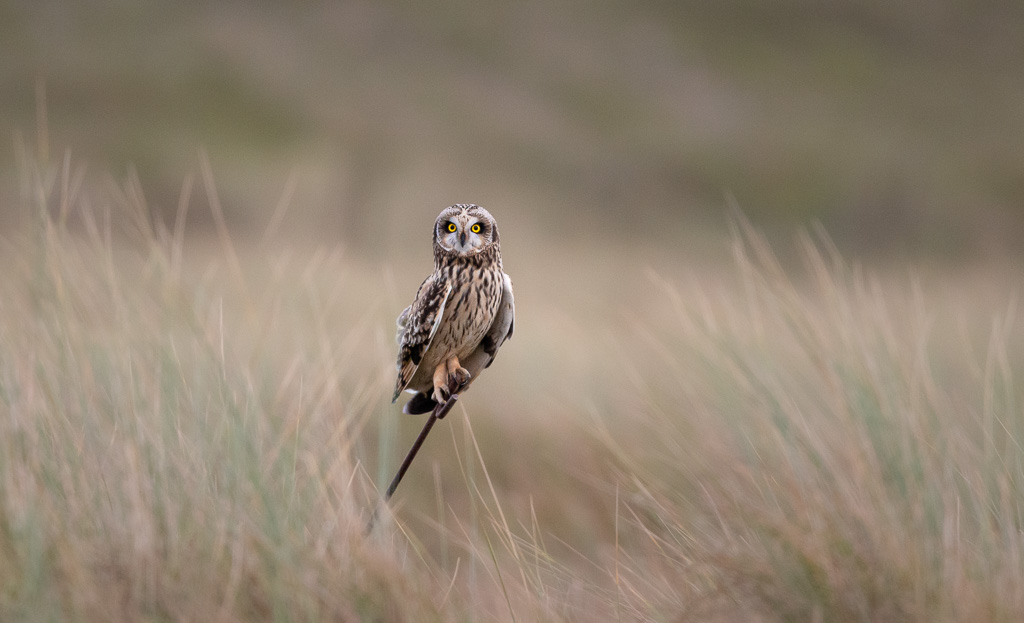 Sandwich Short-Eared Owl 4