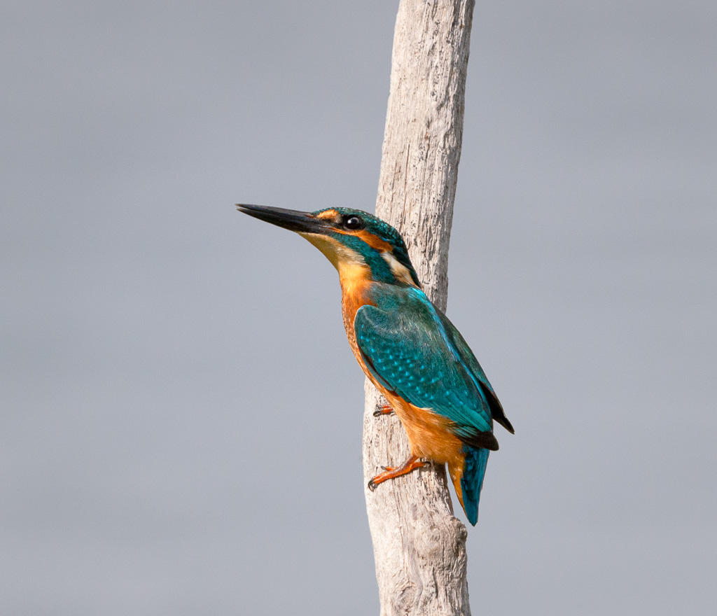 Kingfisher 8