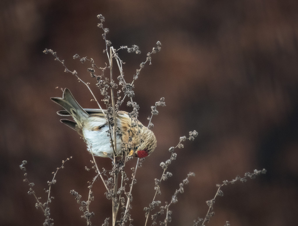 Lesser Redpoll 4