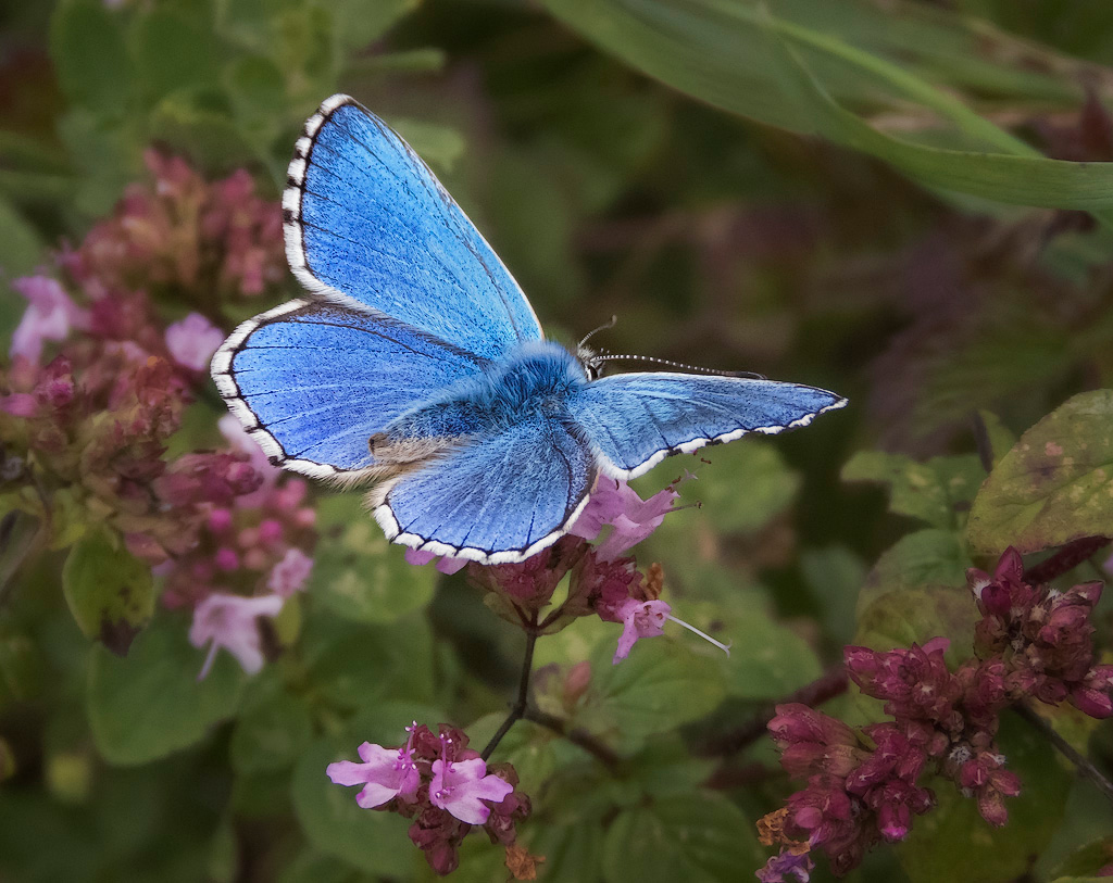 Adonis Blue 2