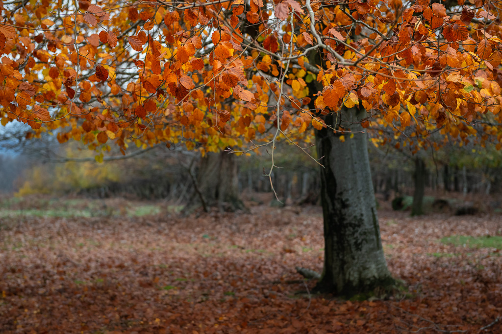 Autumn Beech