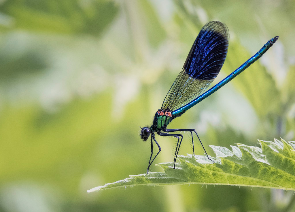 Banded-Demoiselle-1