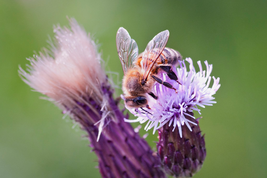 Bee-on-Thistle1