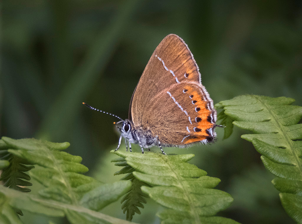 Black Hairstreak
