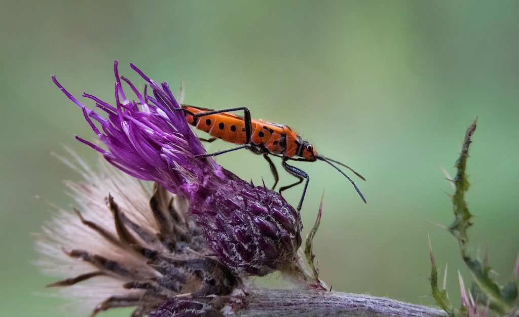 Black and Red Squash Bug