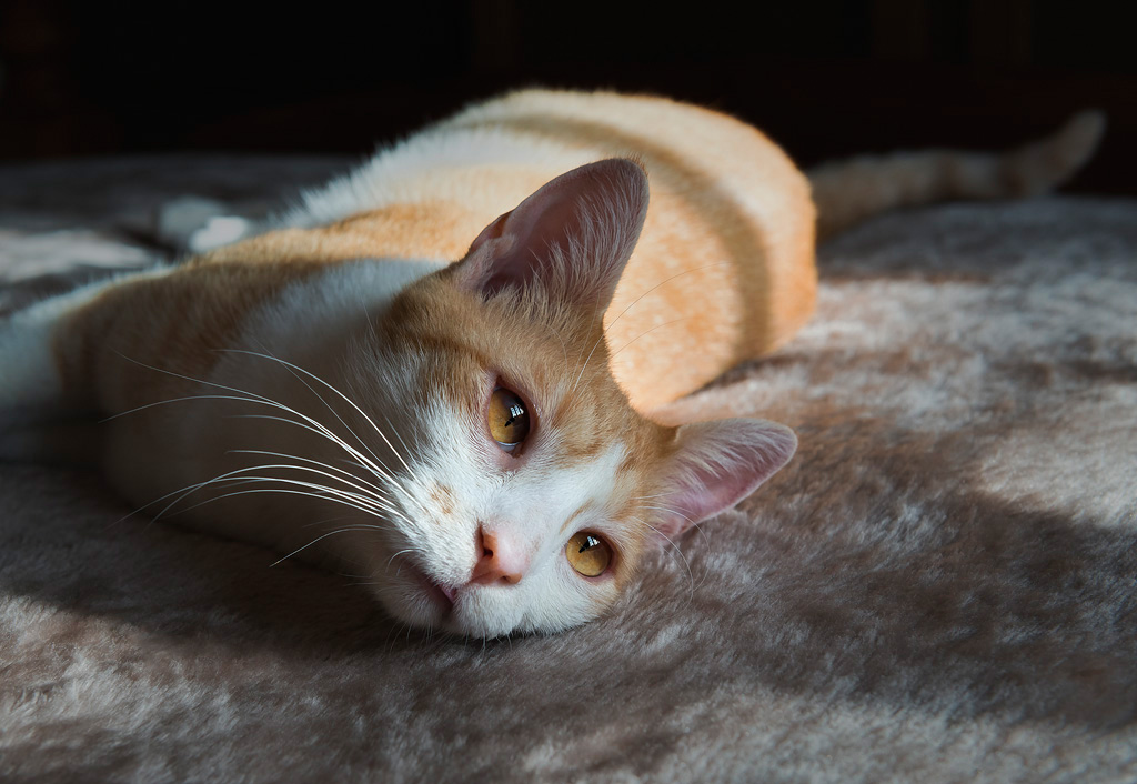 Bubu on the Bed