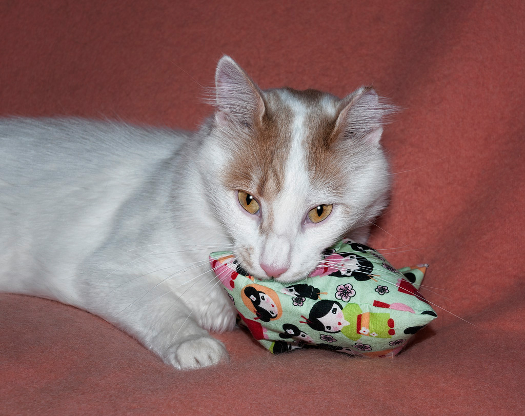 Buddy-and-Valerian-Bag1