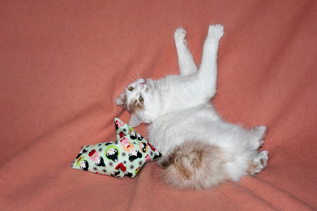 Buddy-and-Valerian-Bag2