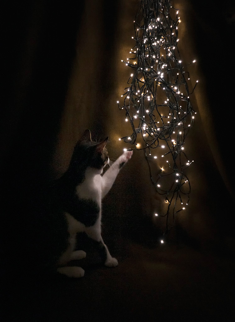 Chai and Christmas lights