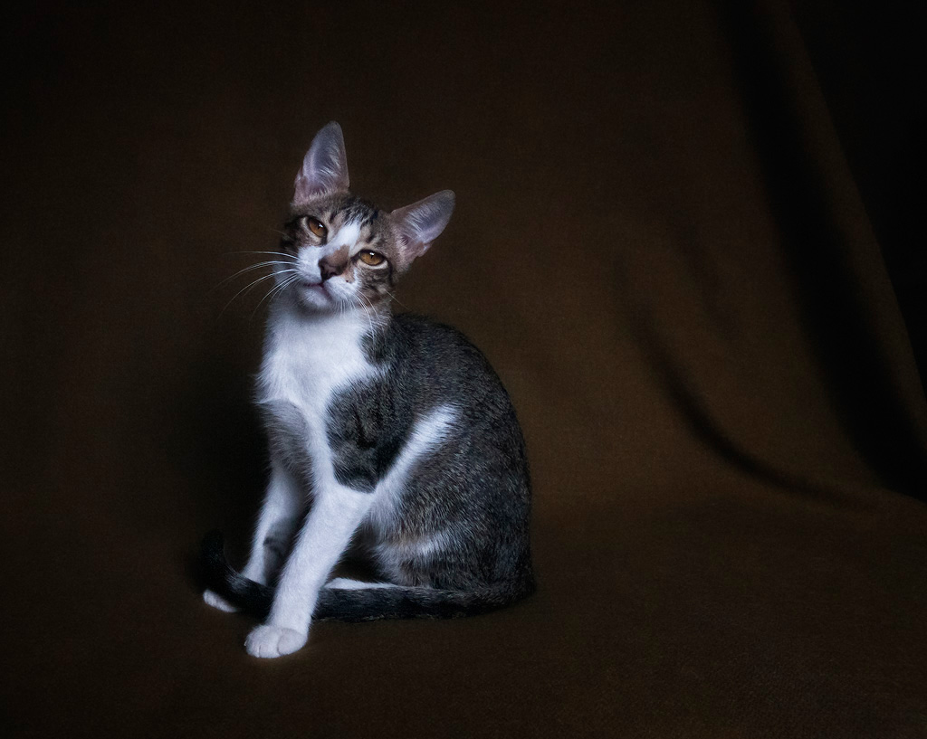 Chai