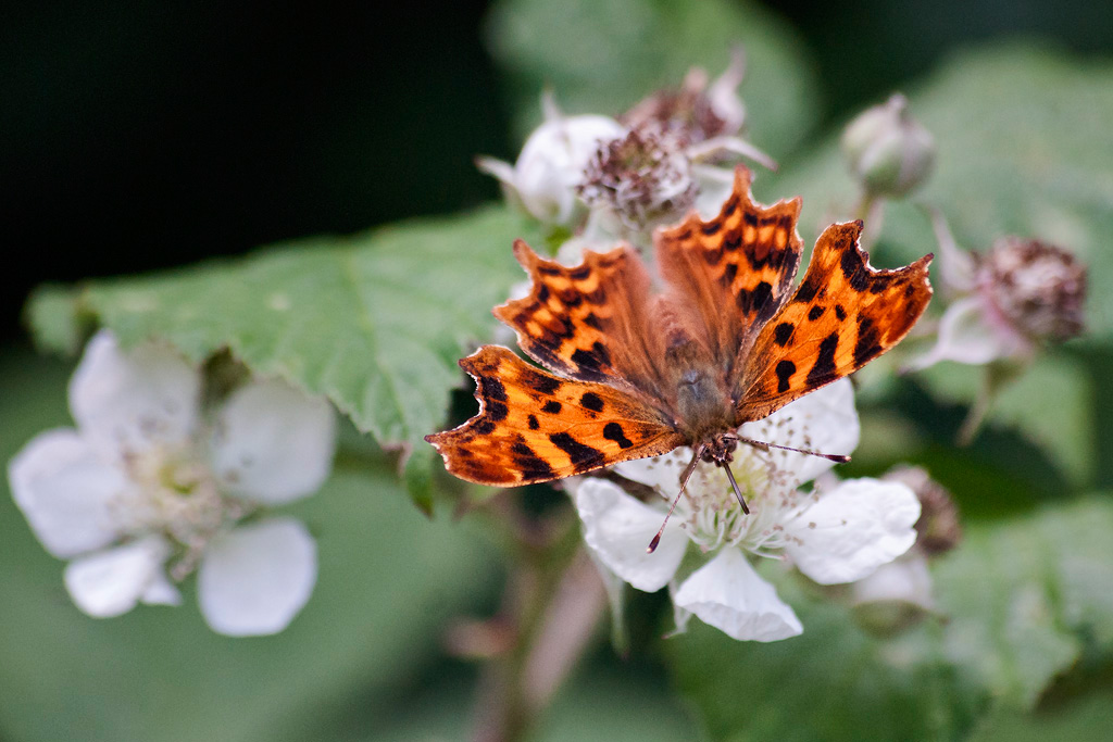Comma 1