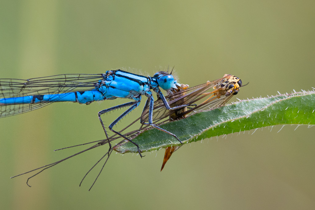 Common Blue Damselfly with Crane Fly 1