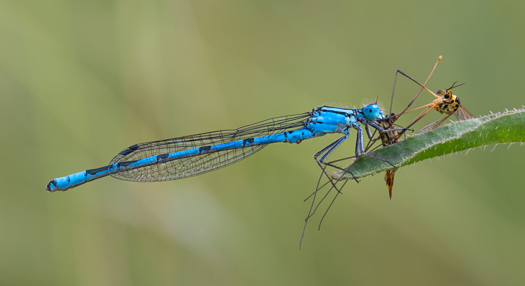Common Blue Damselfly with Crane Fly 3