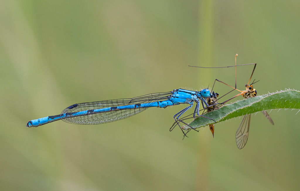 Common Blue Damselfly with Crane Fly 4
