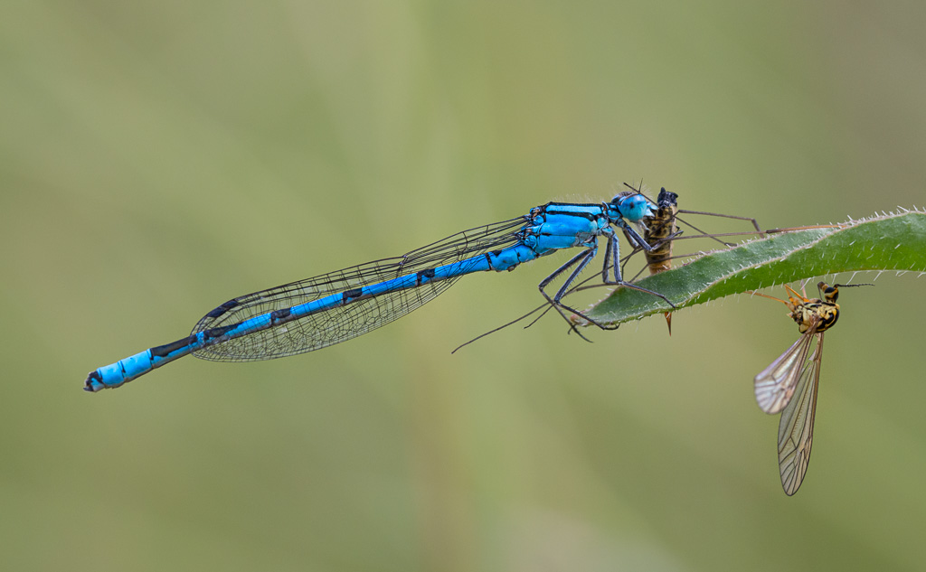 Common Blue Damselfly with Crane Fly 6