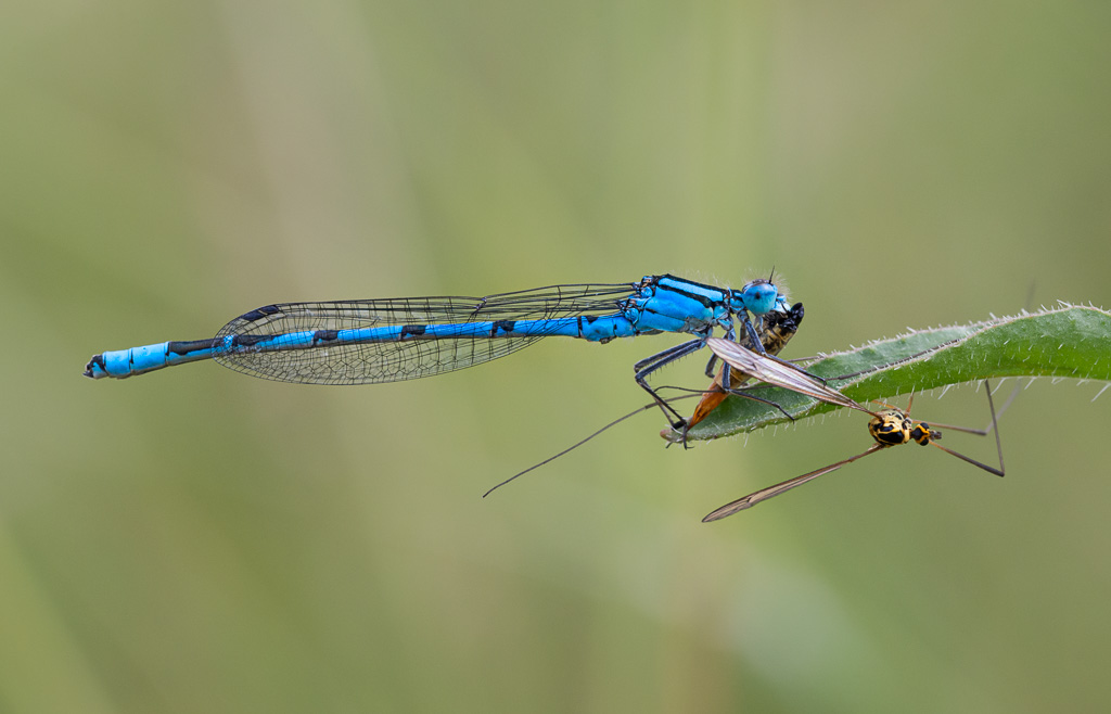 Common Blue Damselfly with Crane Fly 7