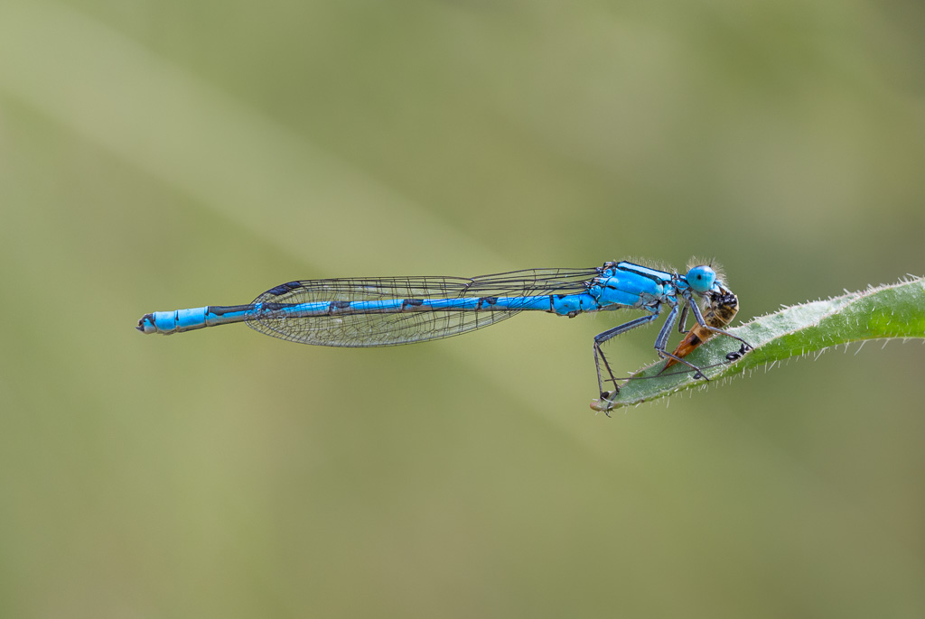 Common Blue Damselfly with Crane Fly 9