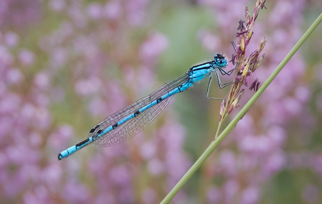 Common Blue Damselfly 1