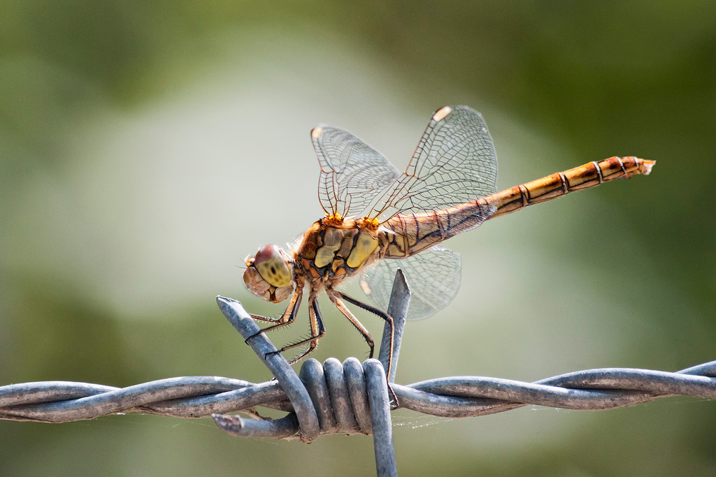 Common Darter 1