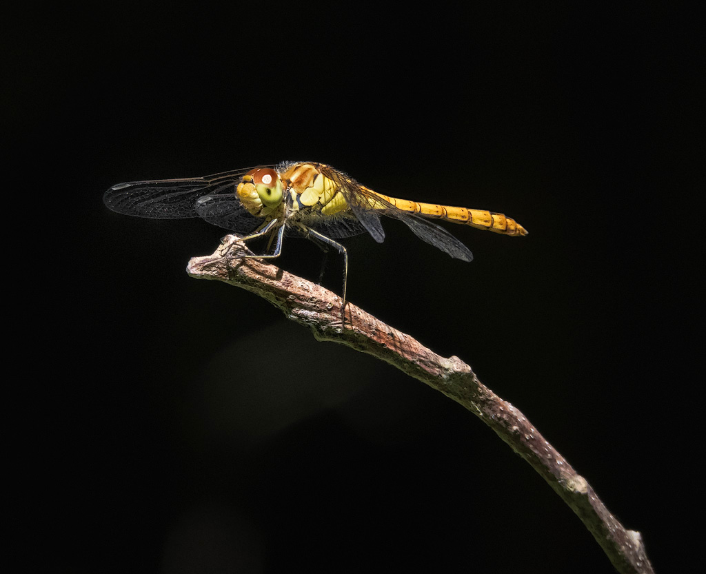 Common Darter 4