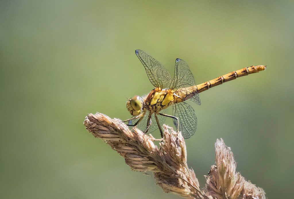 Common Darter 5