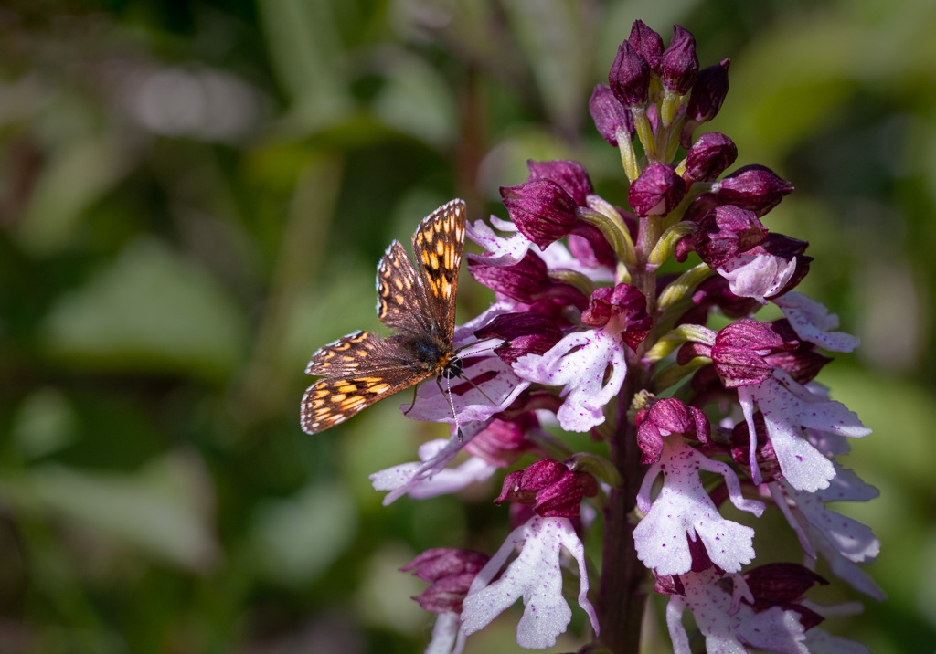 Duke of Burgundy on Lady Orchid