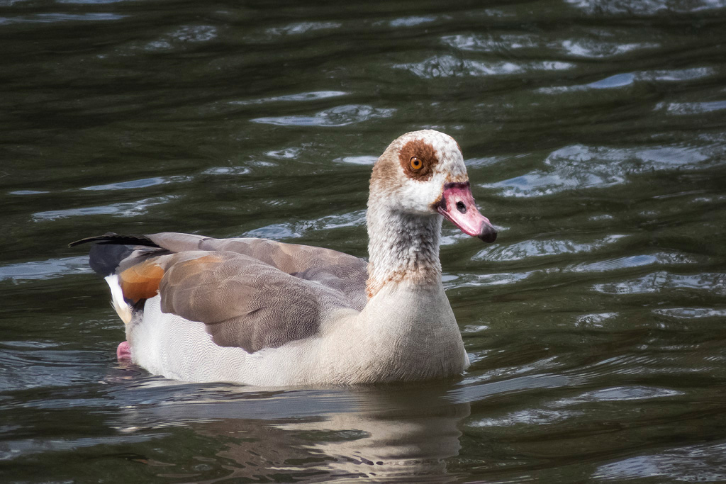 Egyptian Goose