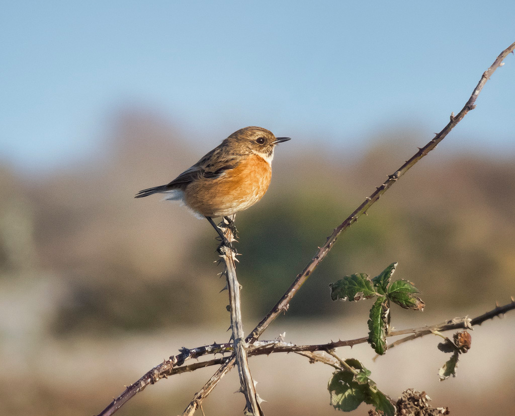 Female Stonechat