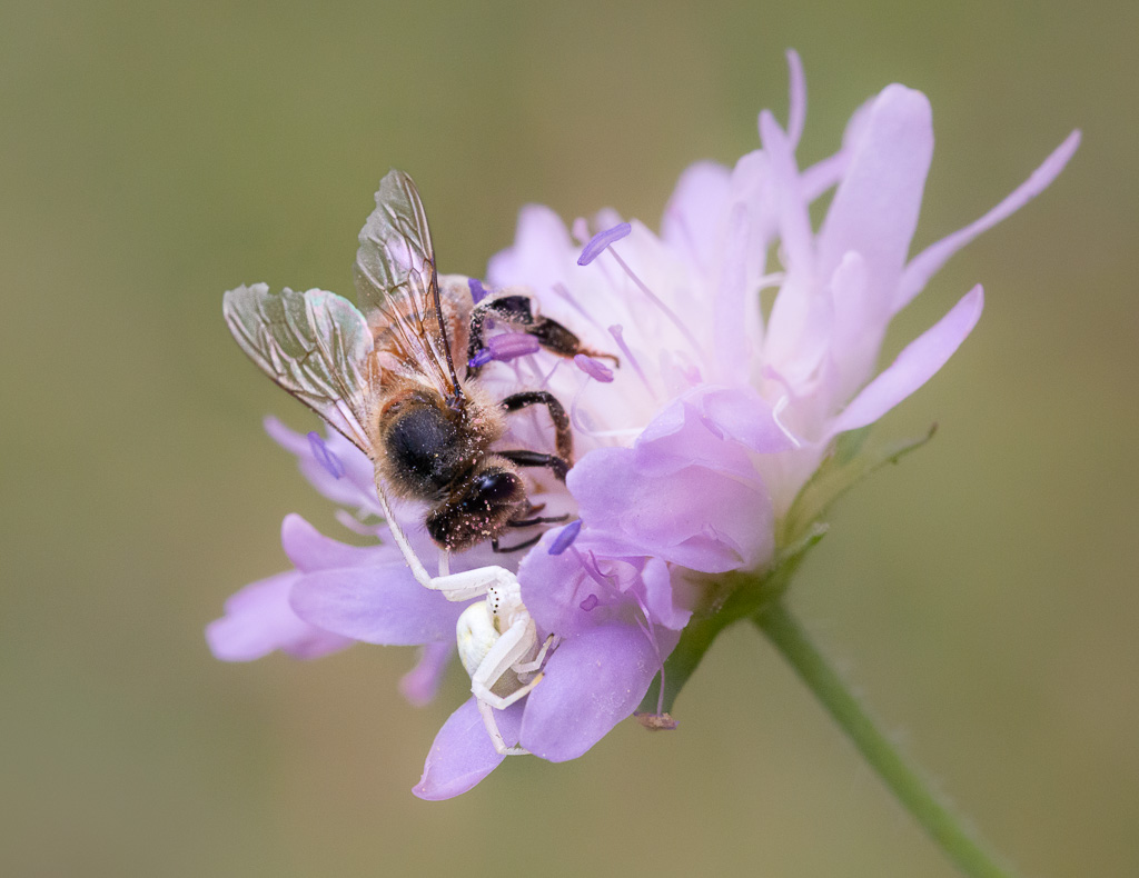 Flower Crab Spider and Bee
