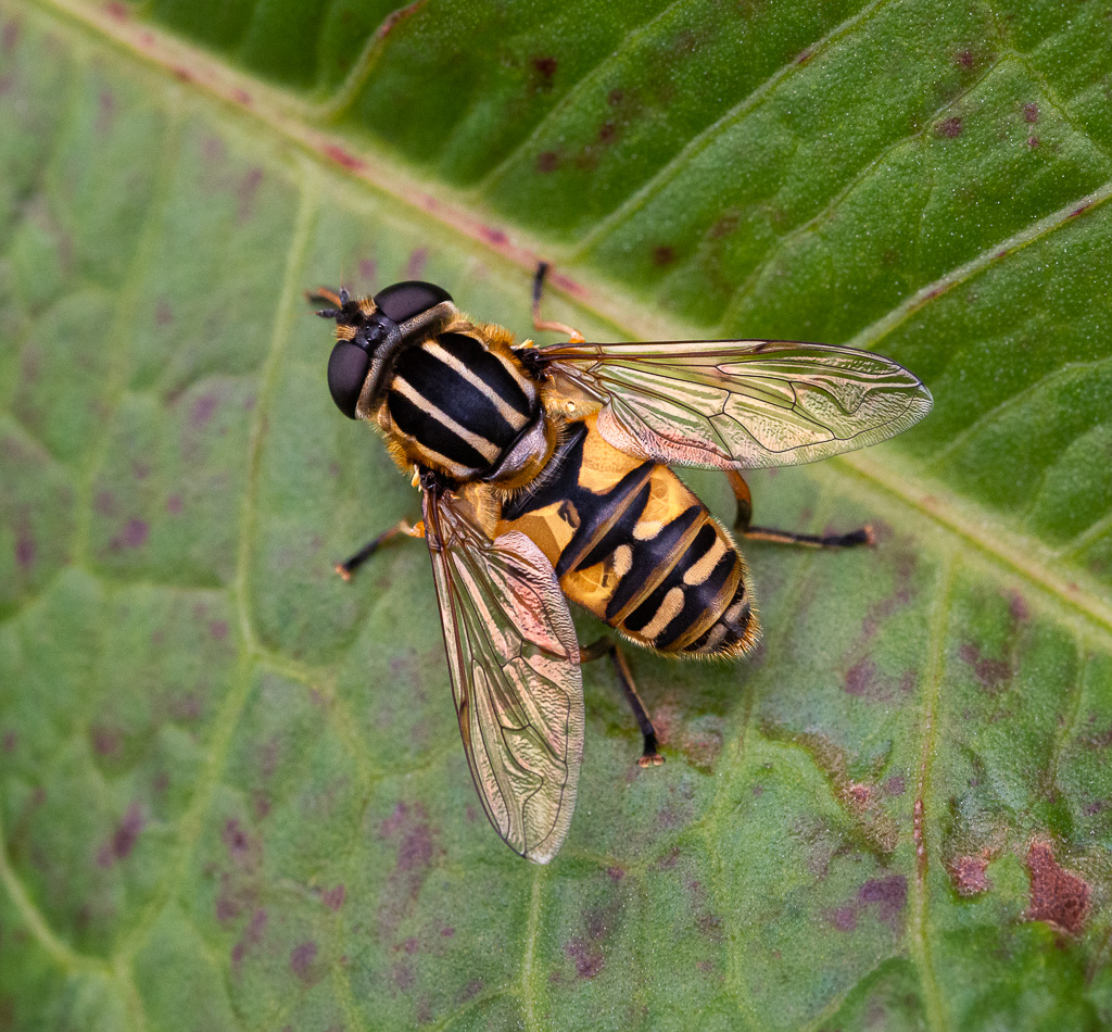 Footballer Hoverfly