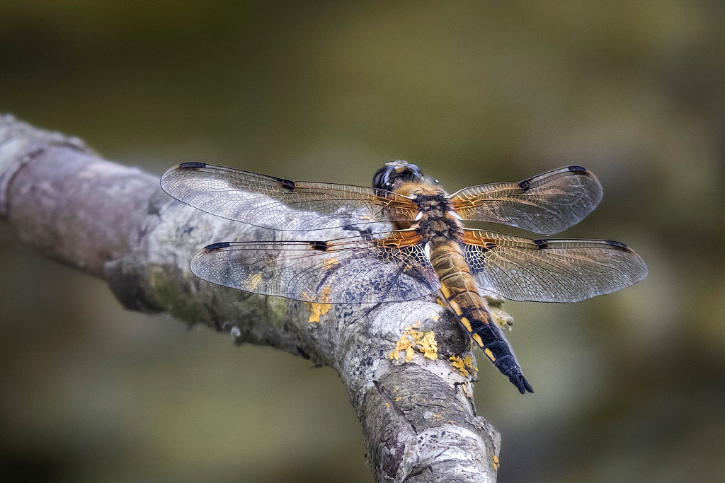 Four-Spotted-Chaser1
