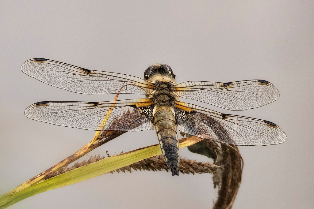 Four-Spotted Chaser 2