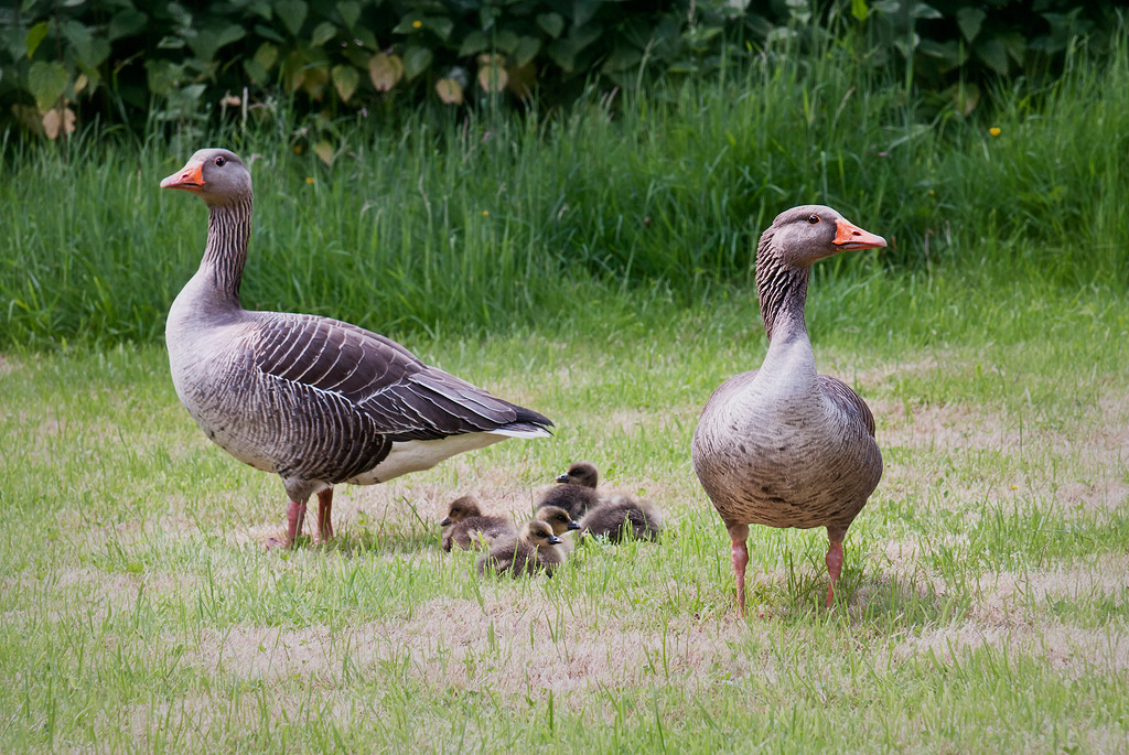 Geese and Goslings