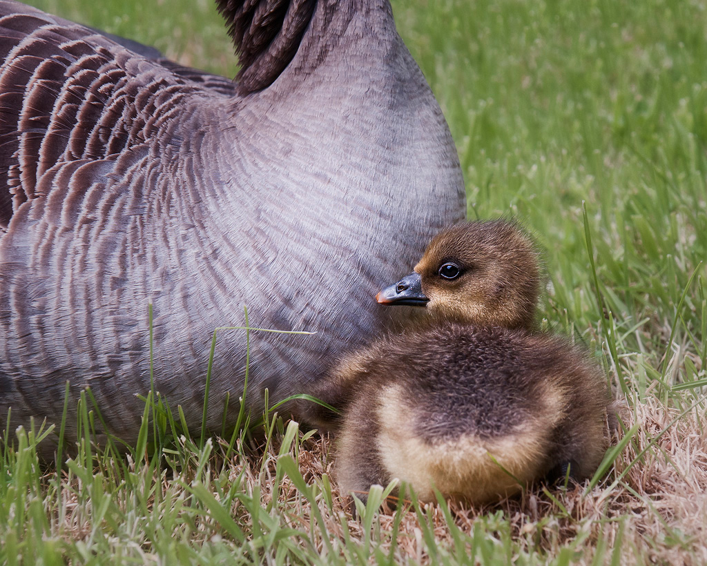 Gosling and Mum