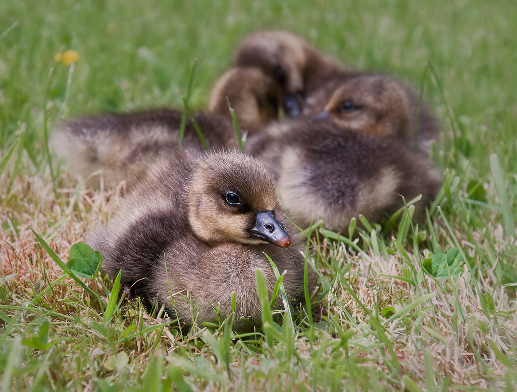 Goslings2