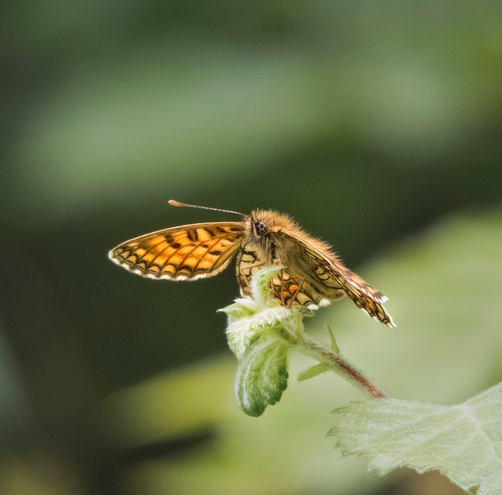 Heath Fritillary 1