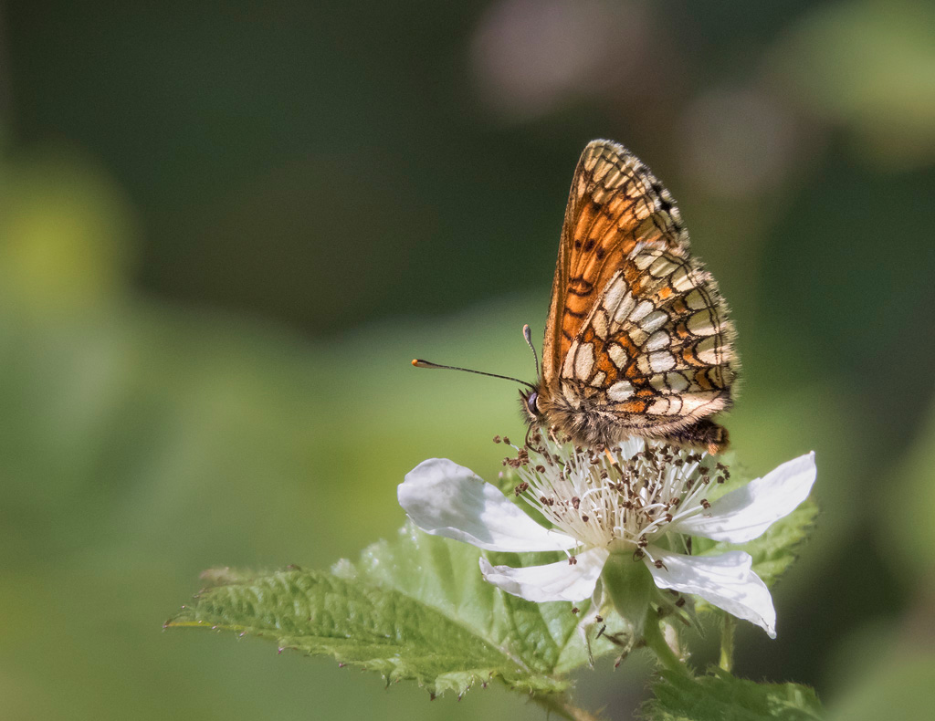 Heath Fritillary 2