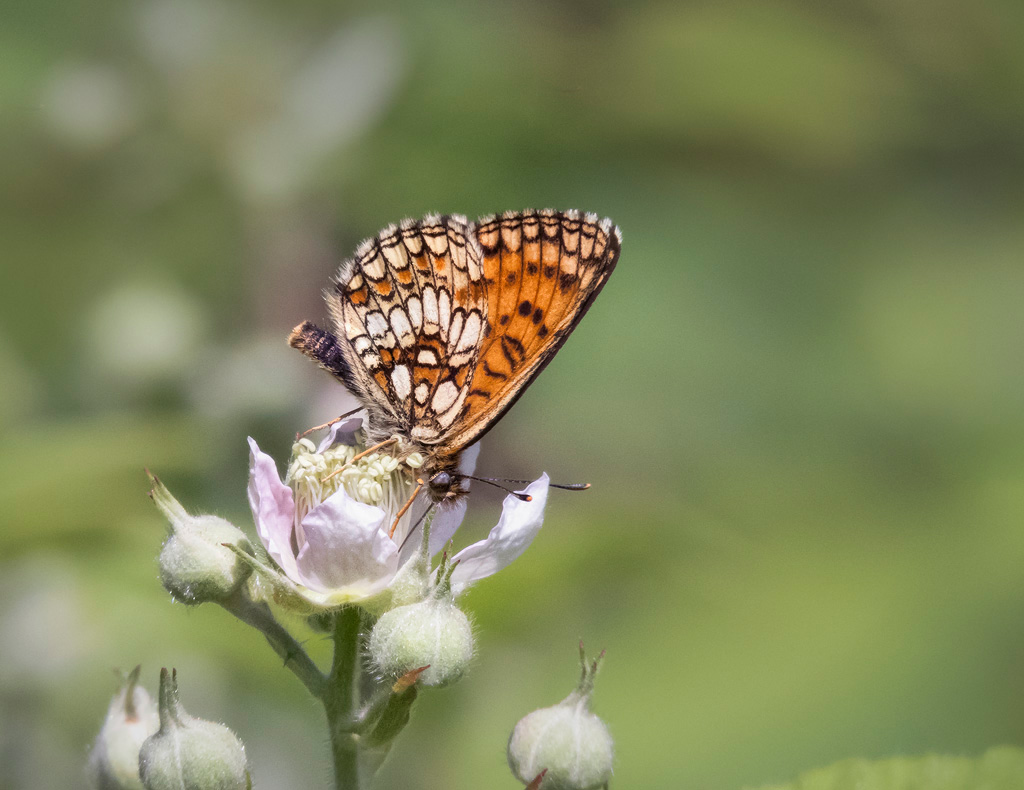 Heath Fritillary 3