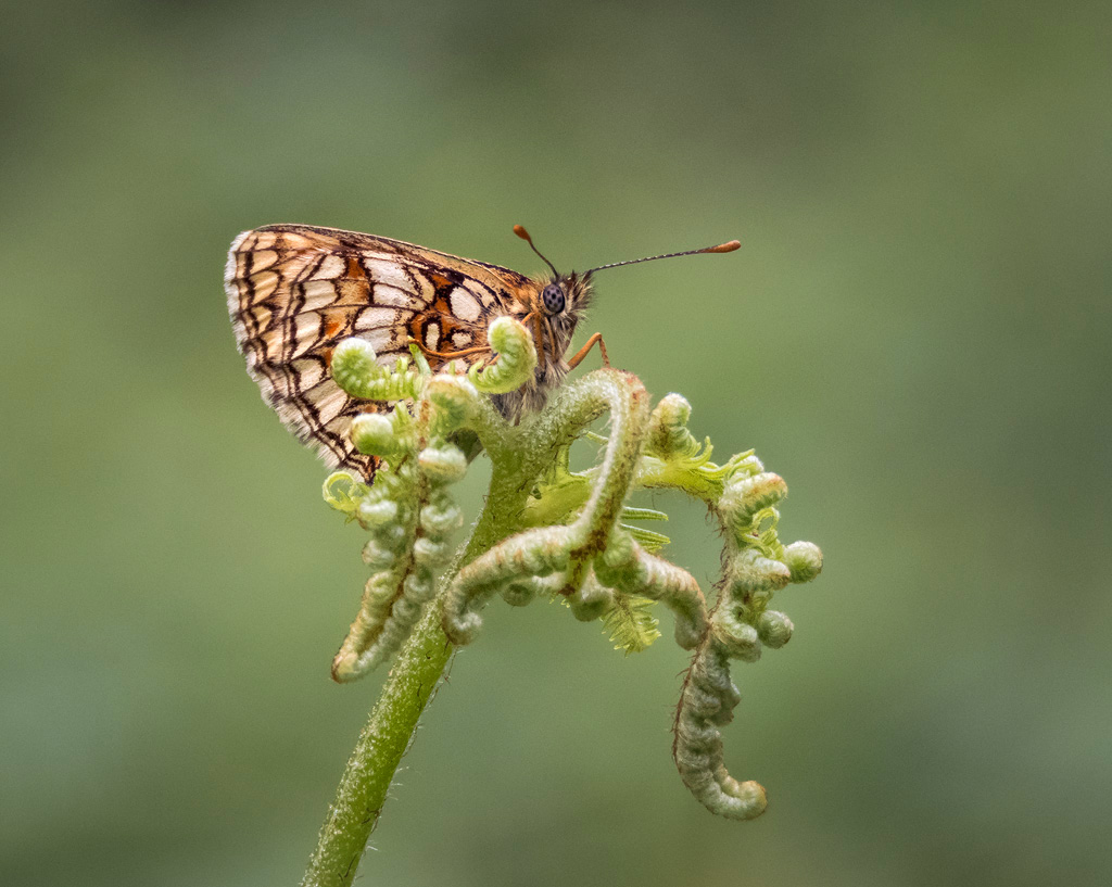 Heath Fritillary 4